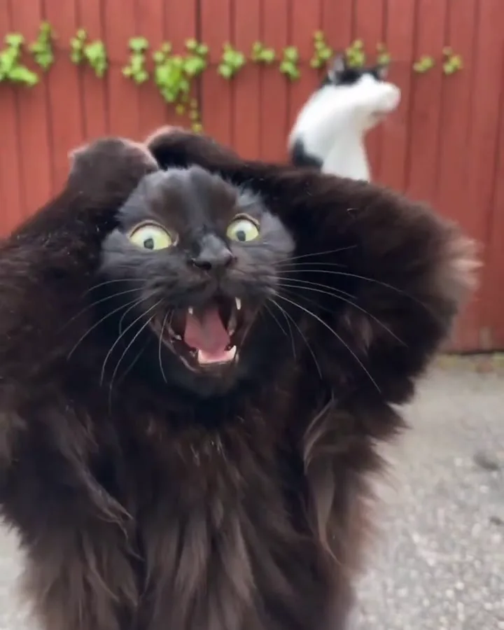 The scream