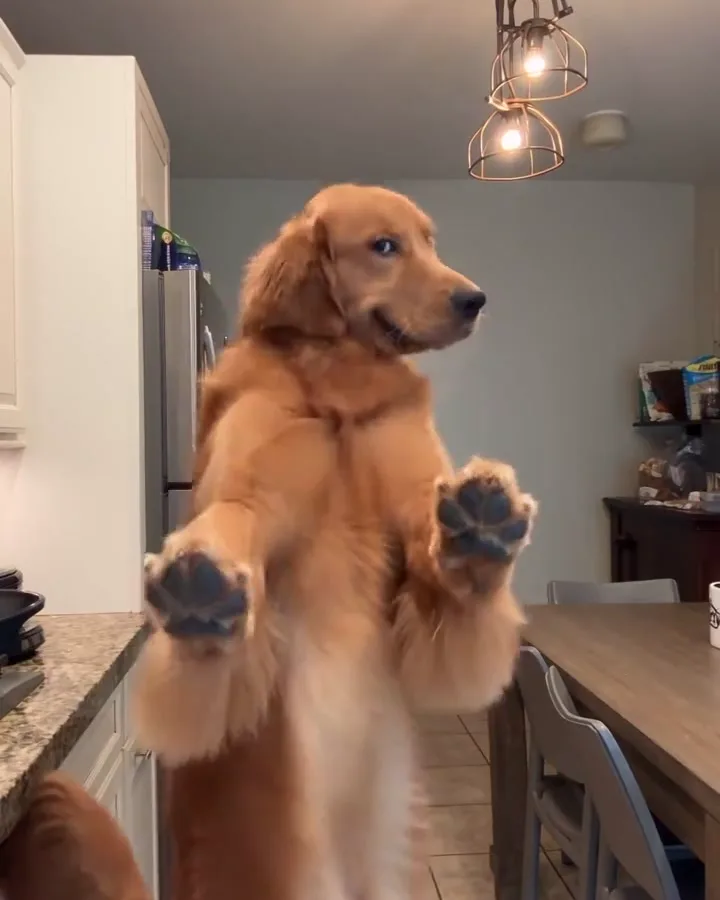 Paws up in the kitchen