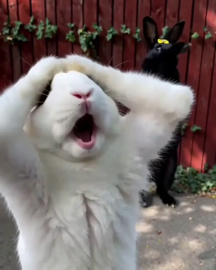 Not only cats