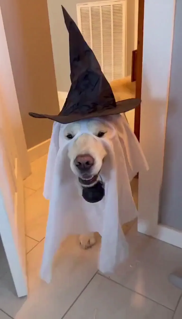 Smalltown Boy Halloween — a ghost dog and a pumpkin cat