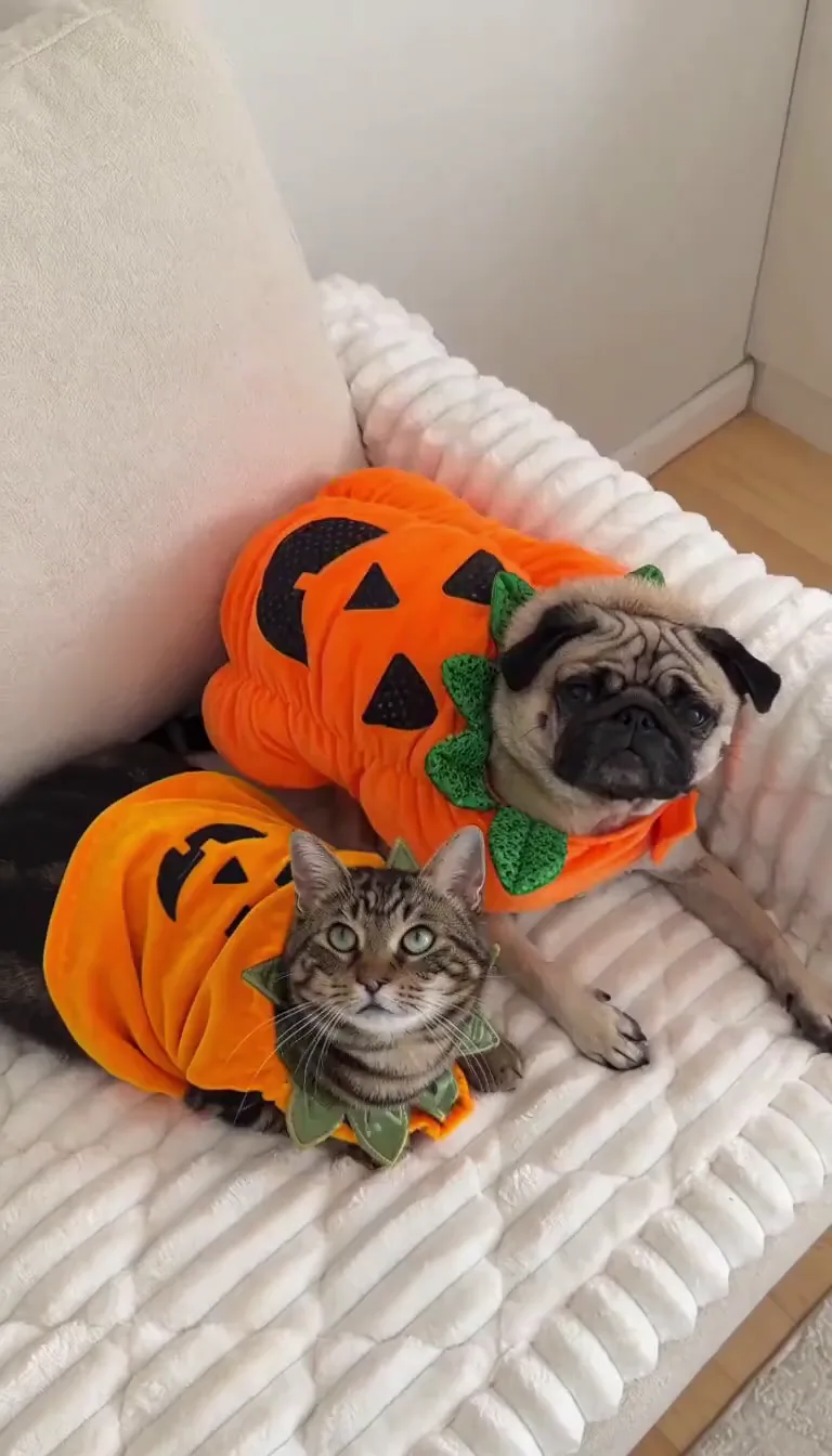 Smalltown Boy Halloween — a tabby cat and a pug in pumpkin costumes